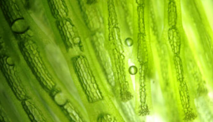 SteriFog - Algae