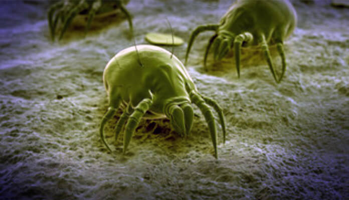 SteriFog - Dust Mites