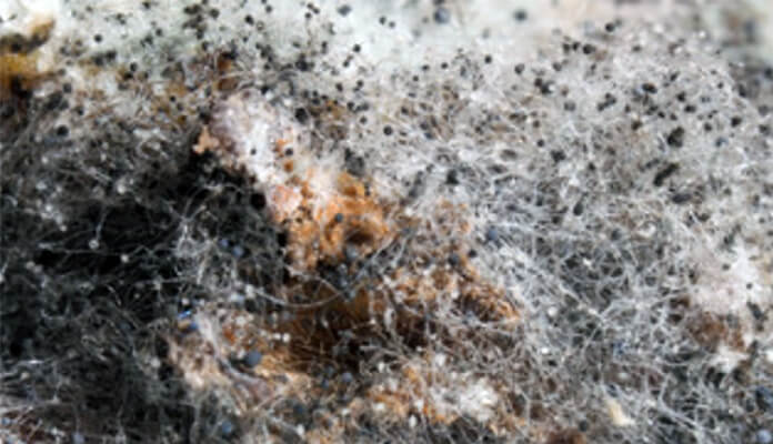 SteriFog - Spores