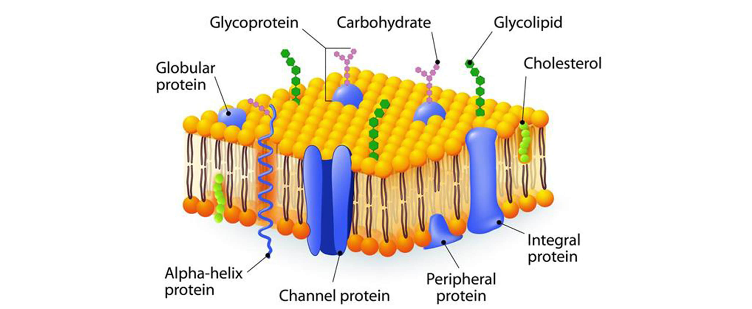 SteriFog - Cell Membrane
